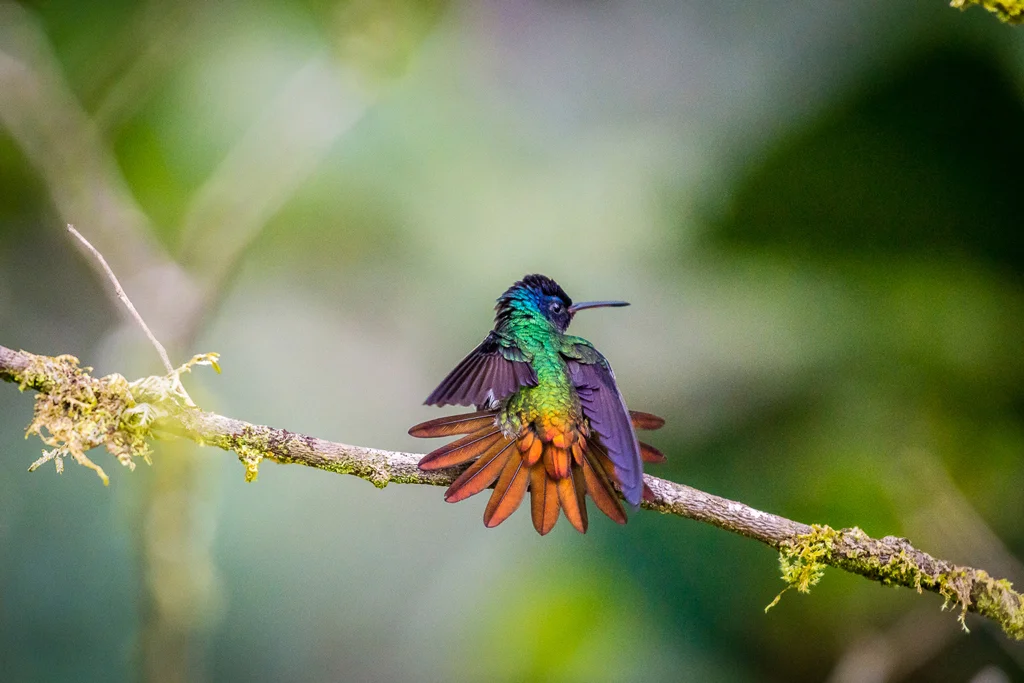 Ecuador Birding & Photography, "Golden-tailed Saphire"
