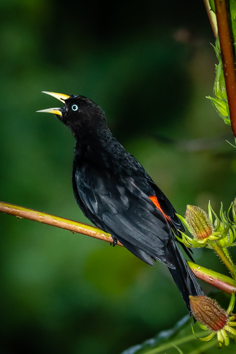 Ecuador Birding & Photography, "Subtropical Cacique"