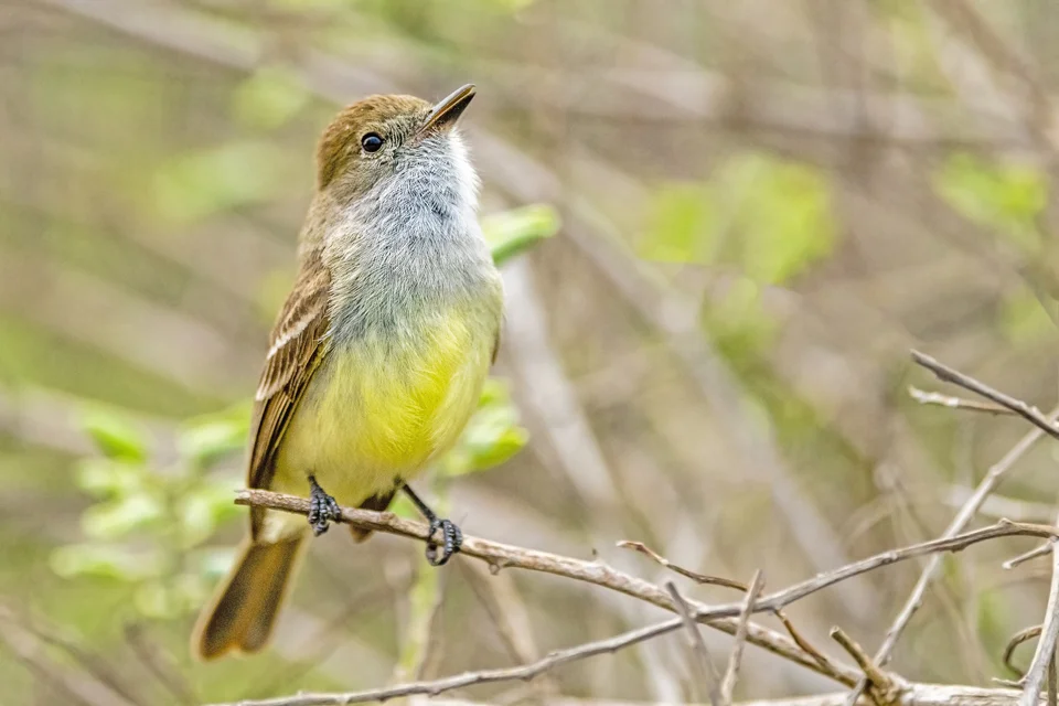 Ecuador Birding & Photography, "Galapagos Flycatcher"
