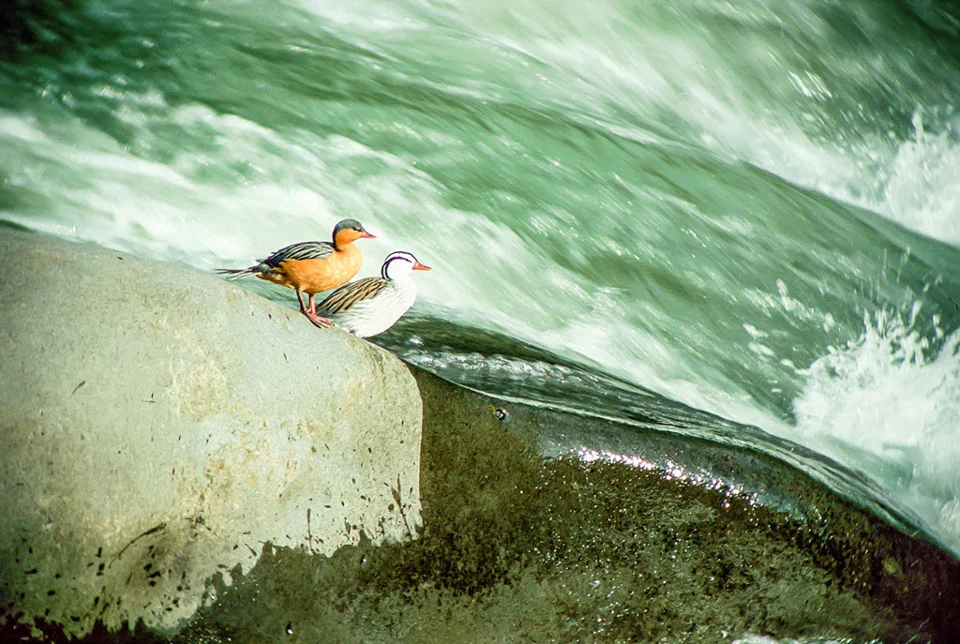 Ecuador Birding & Photography, "Torrent Ducks"