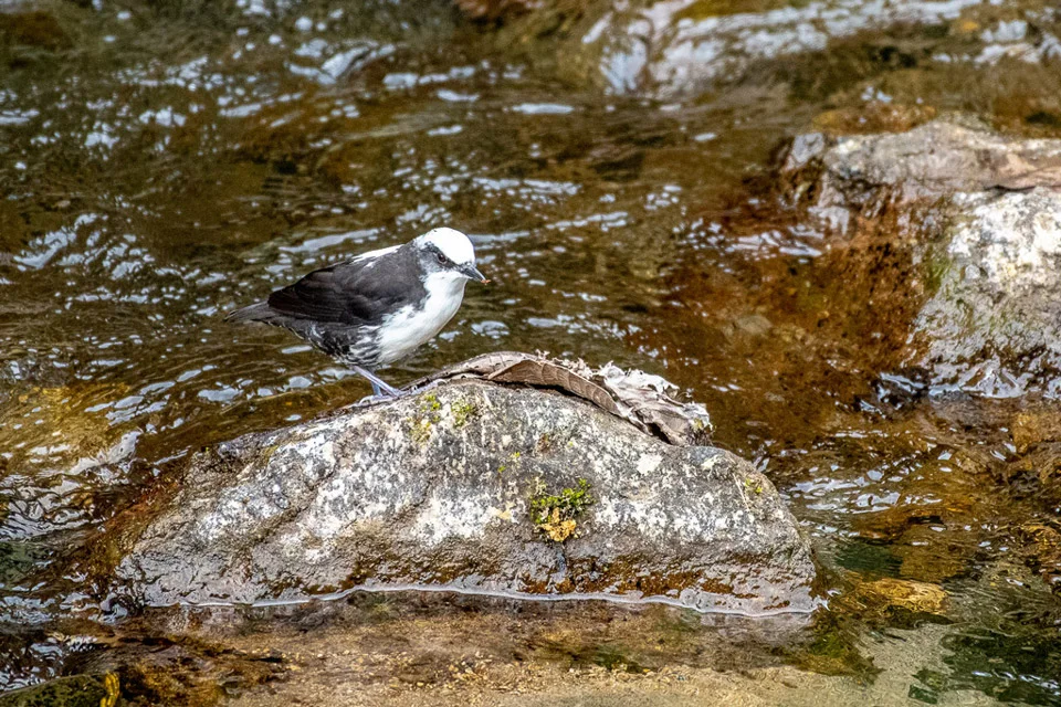 Ecuador Birding & Photography, "White-capped Dipper"