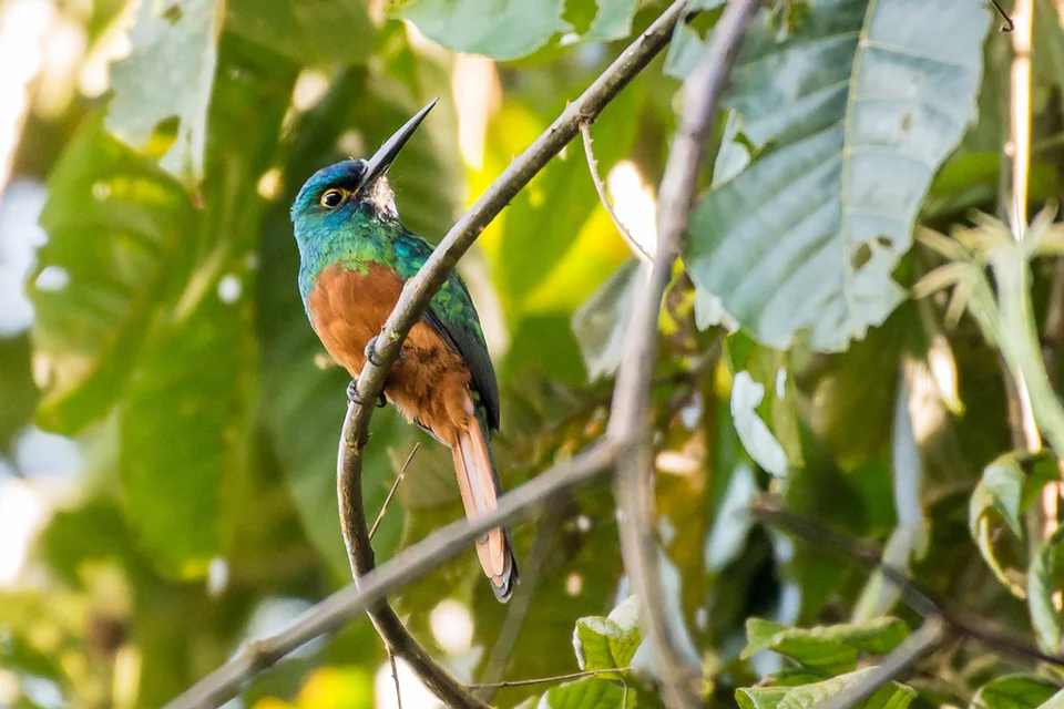 Ecuador Birding & Photography, "Coopery-chested Jacamar"