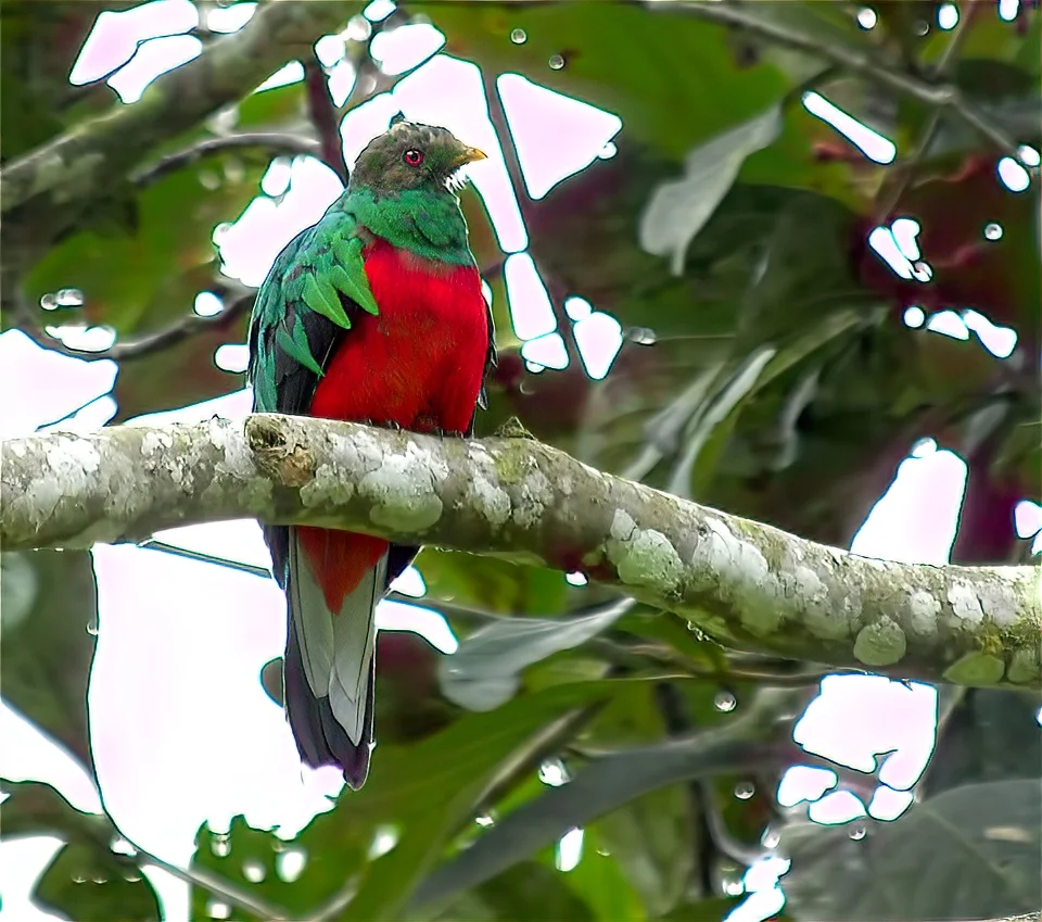 Ecuador Birding & Photography, "Crested Quetzal"