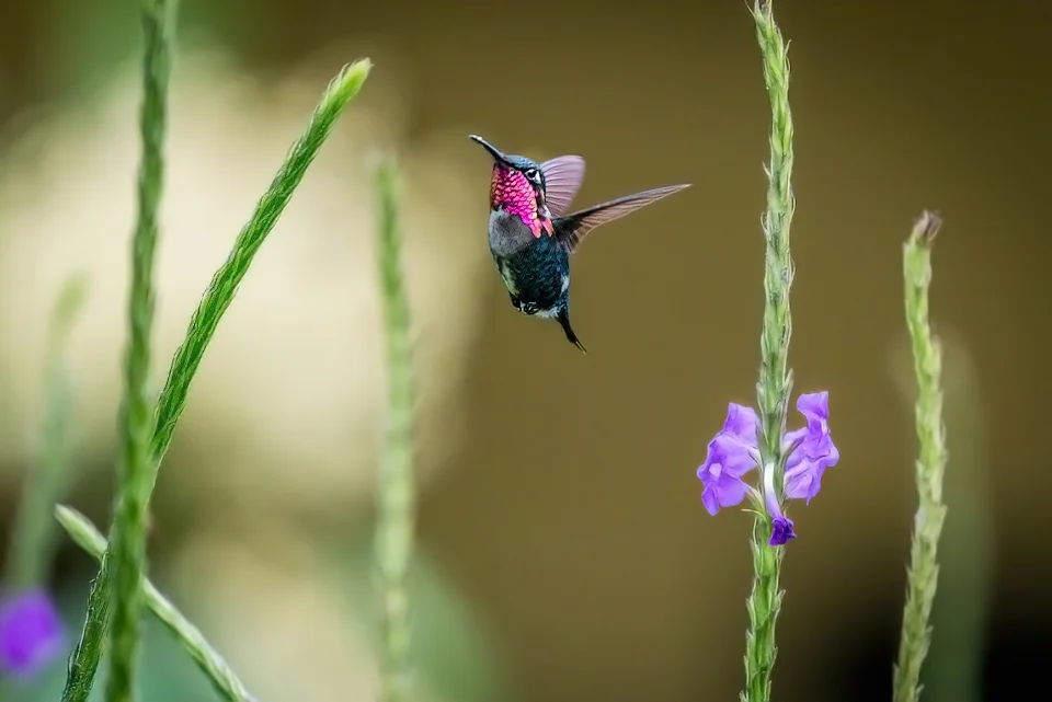 Ecuador Birding & Photography, "Gorgeted Woodstar"