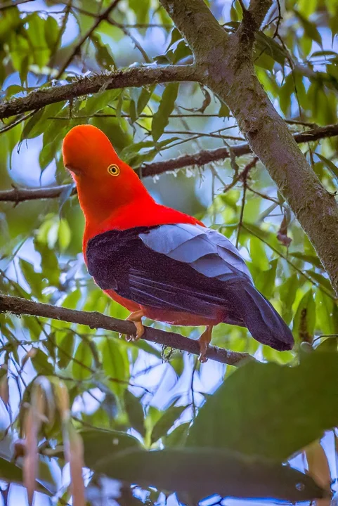 Ecuador Birding & Photography, "Andean Cock of the Rock"