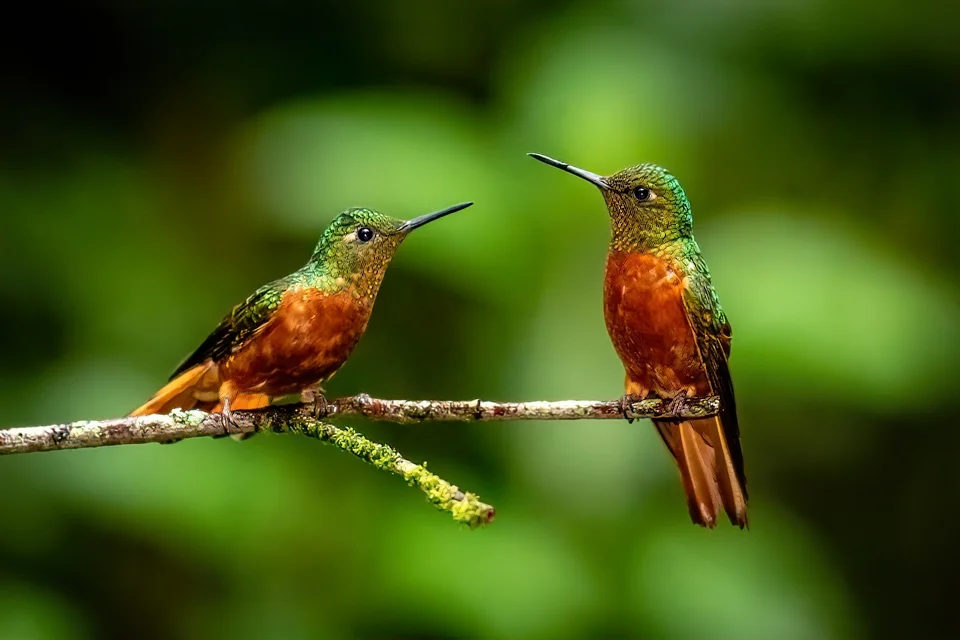 Ecuador Birding & Photography, "Chestnut-breasted Coronet"