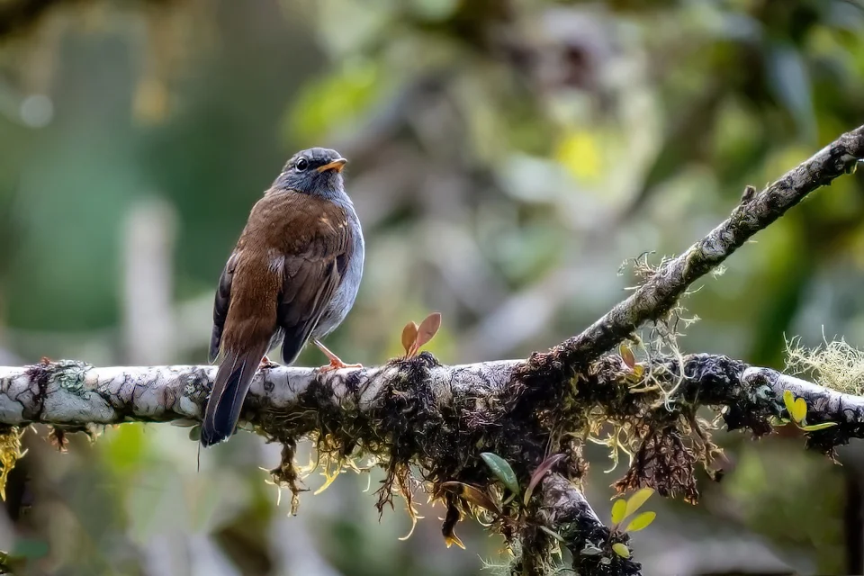 Ecuador Birding & Photography, "Andean Solitaire"