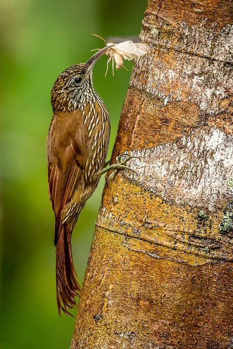 Ecuador Birding & Photography, "Montaine Woodcreeper"