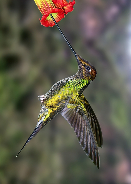 Ecuador Birding & Photography, "Sword-billed Hummingbird"
