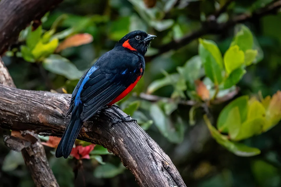 Ecuador Birding & Photography, "Scarlet-bellied Mountain Tanager"