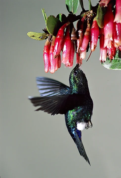 Ecuador Birding & Photography, "Black-breasted Puffleg"