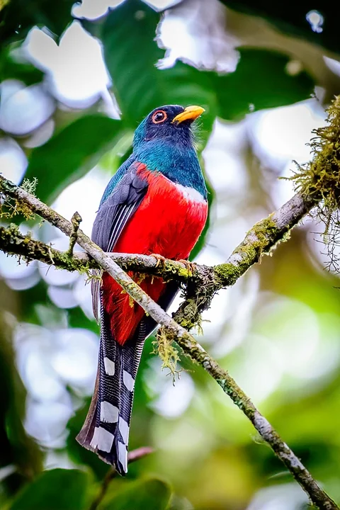 Ecuador Birding & Photography, "Masked Trogon"