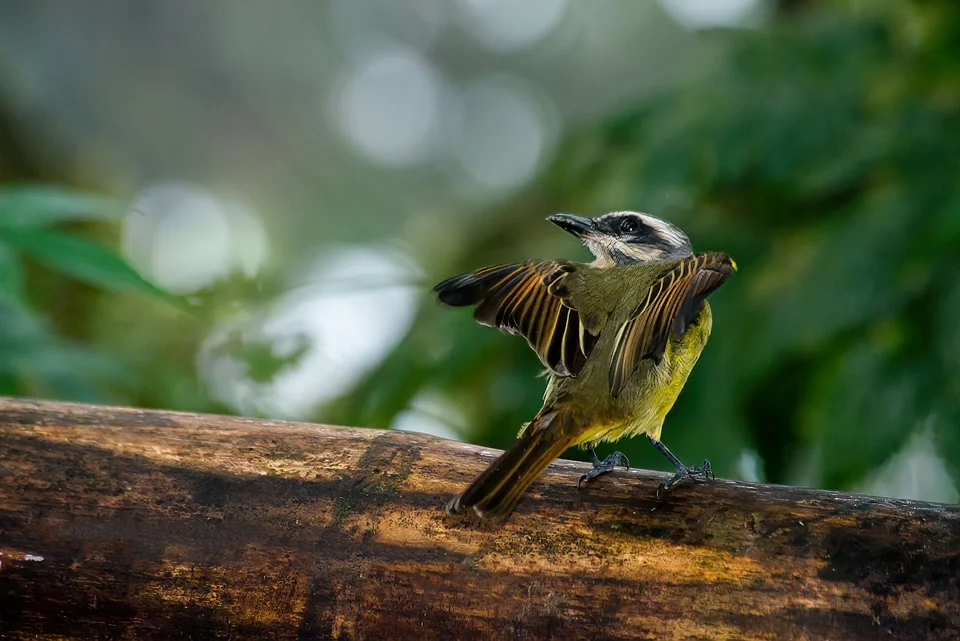 Ecuador birding & Photography, "Golden-crowned Flycatcher"
