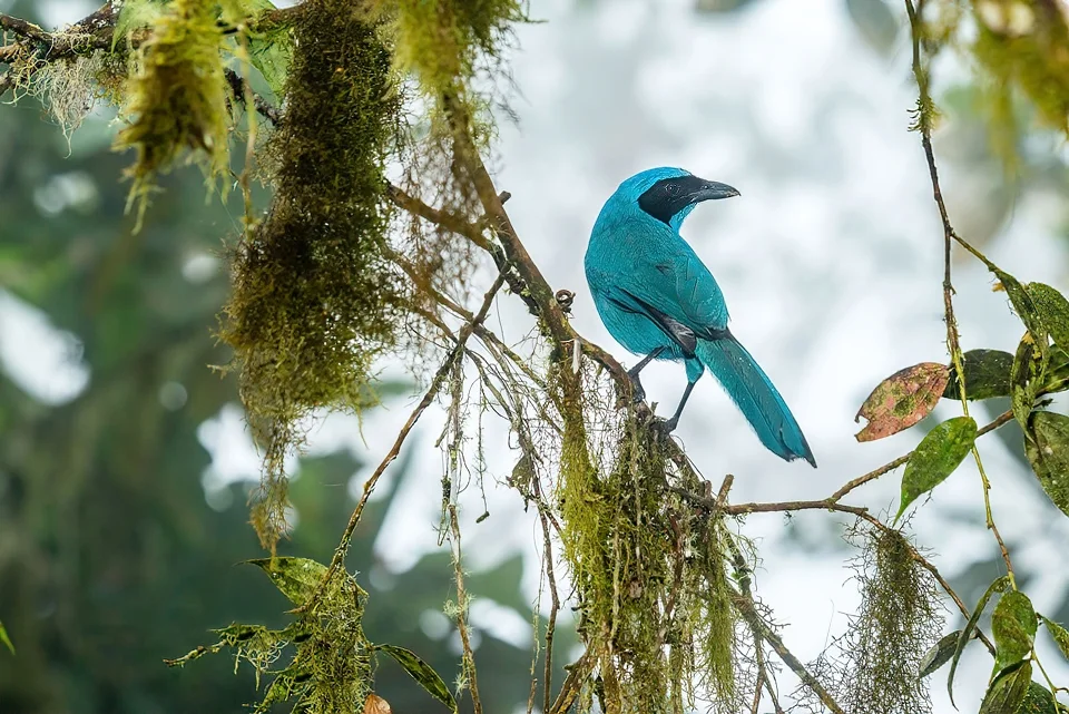Ecuador Birding & Photography, "Turquoise Jay"