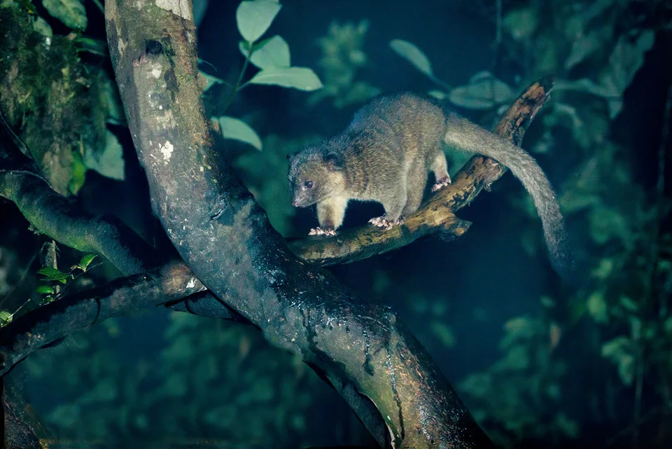 Ecuador Birding & Photography, "Olinguito"