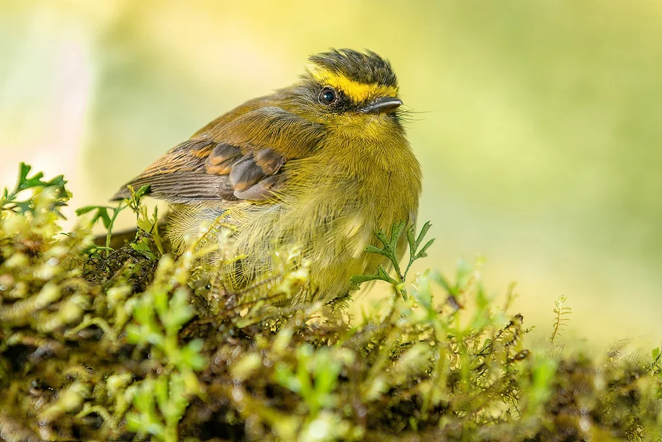 Ecuador Birding & Photography, "Yellow-bellied Chat Tyrant"