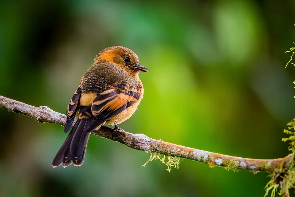 Ecuador Birding & Photography, "Cinnamon Flycatcher"