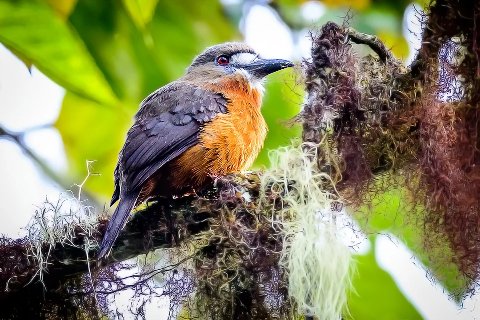 Ecuador Birding & Photography, "White-faced Nunbird"
