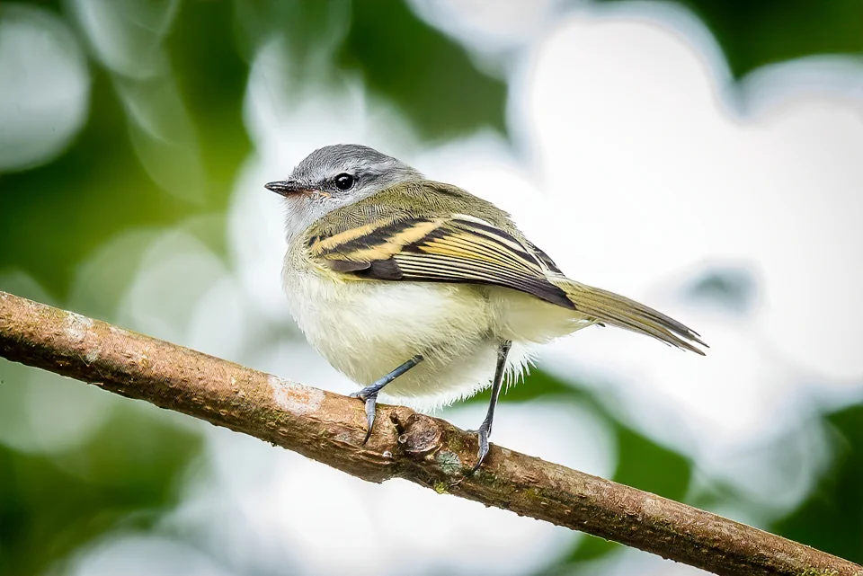 Ecuador Birding & Photography, "White-tailed Tyrannulet"