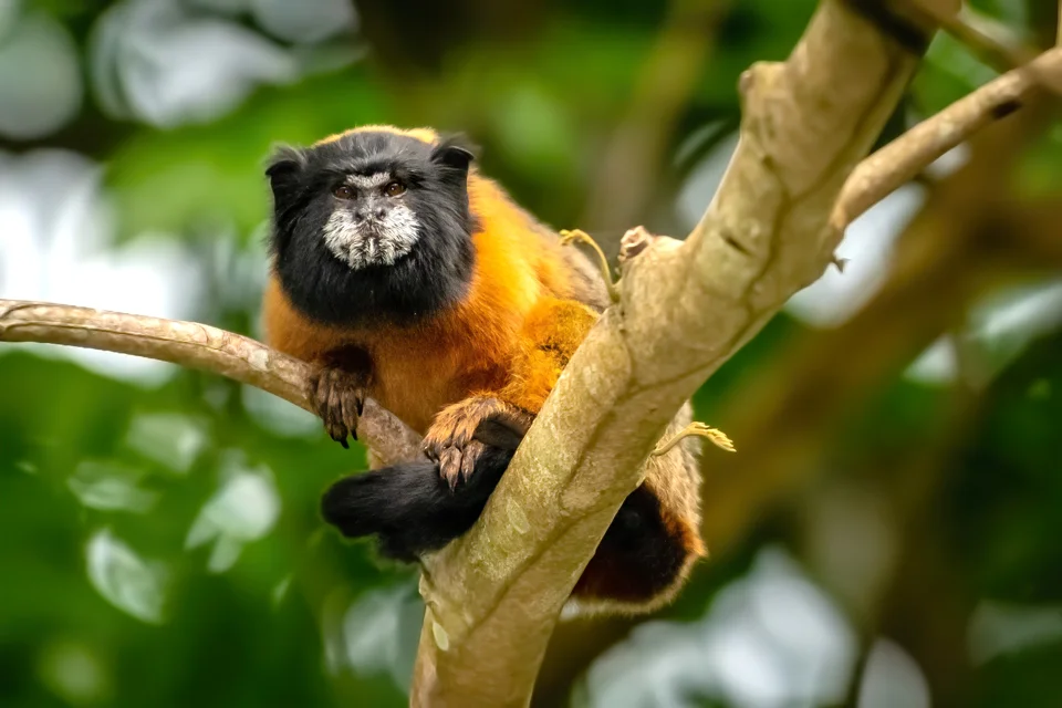 Ecuador Birding & Photography, "Golden-mantled Tamarin"