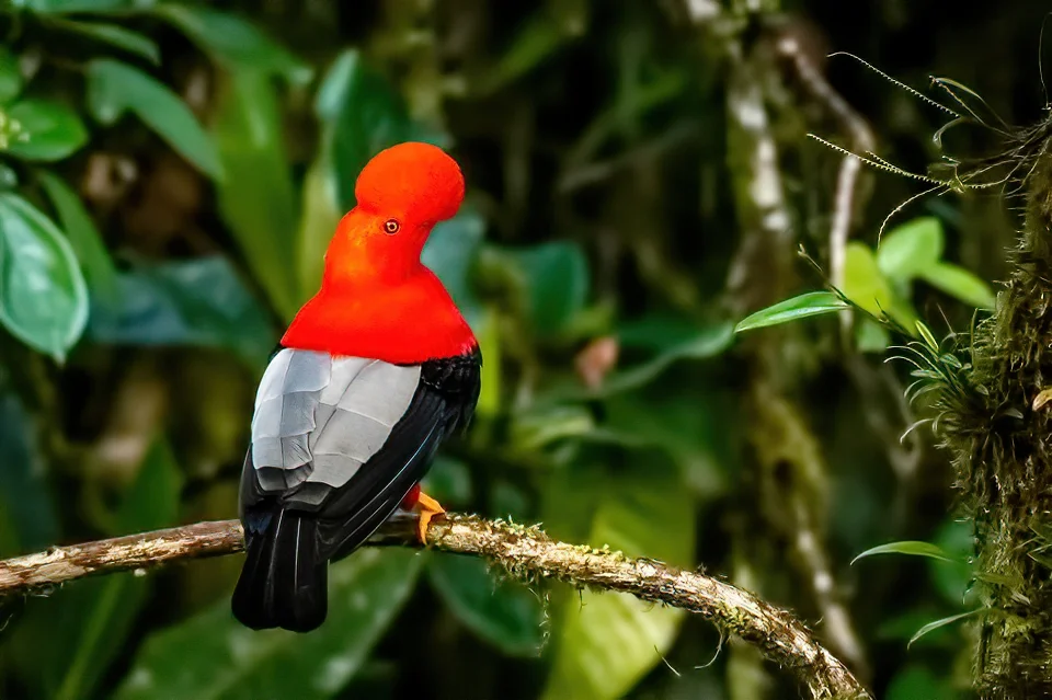 Ecuador Birding & Photography, "Andean Cock of the Rock"