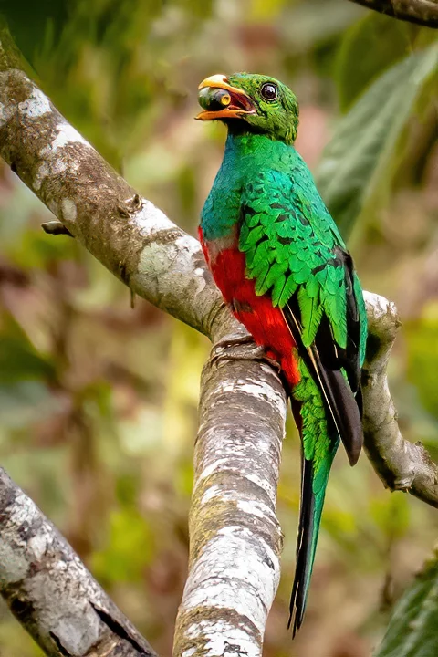 Ecuador Birding & Photography, "Golden-headed Quetzal"