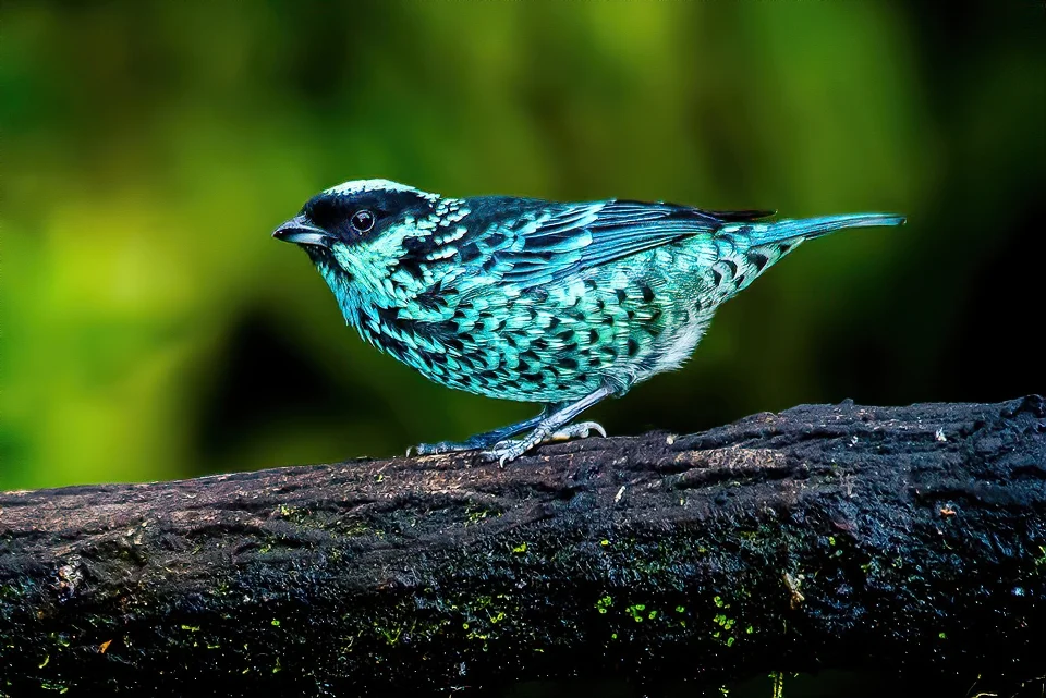 Ecuador Birding & Photography, "Beryl-spangled Tanager"