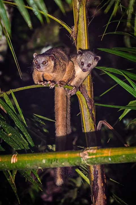 Ecuador Birding & Photography, "Olingos"