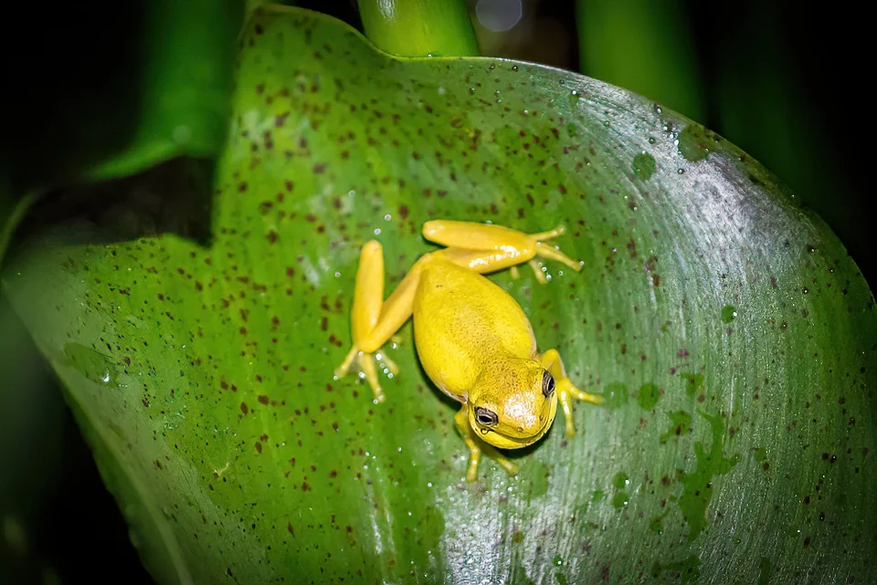 Ecuador nature photography, Rainfrog Sp.