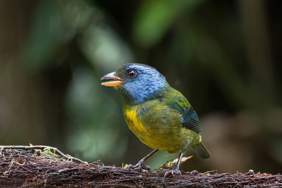 Ecuador Birding & Photography, "Moss-backed Tanager"