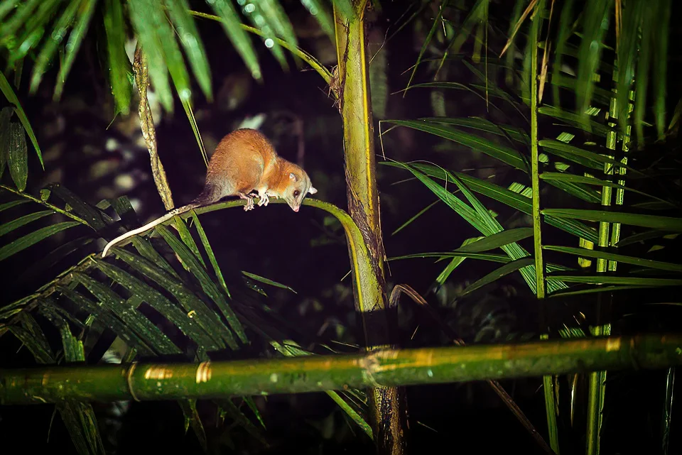 Ecuador Birding & Photography, "Derby´s Woolly Opossum"
