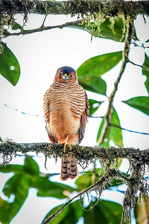 Ecuador Birding & Photography, "Tiny Hawk"
