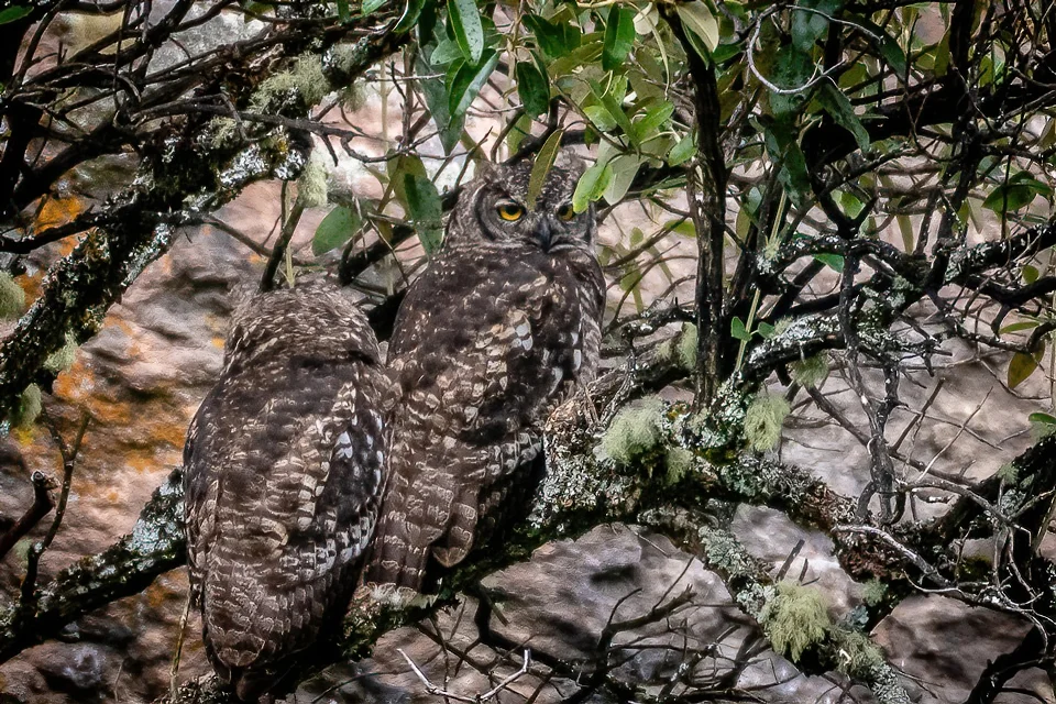 Ecuador Birding & Photography, "Great-horned Owl"