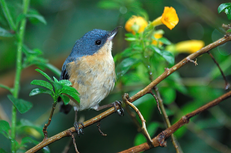 Ecuador Birding & Photography, "Rusty Flowerpiercer"
