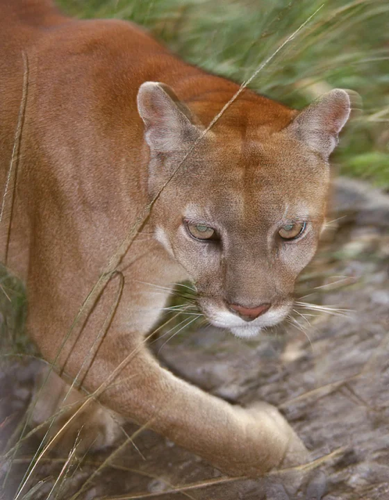 Ecuador Birding & Photography "Puma or American Lion"