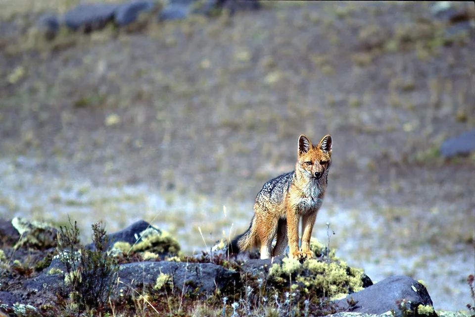 Ecuador Birding & Photography, "Andean Fox"