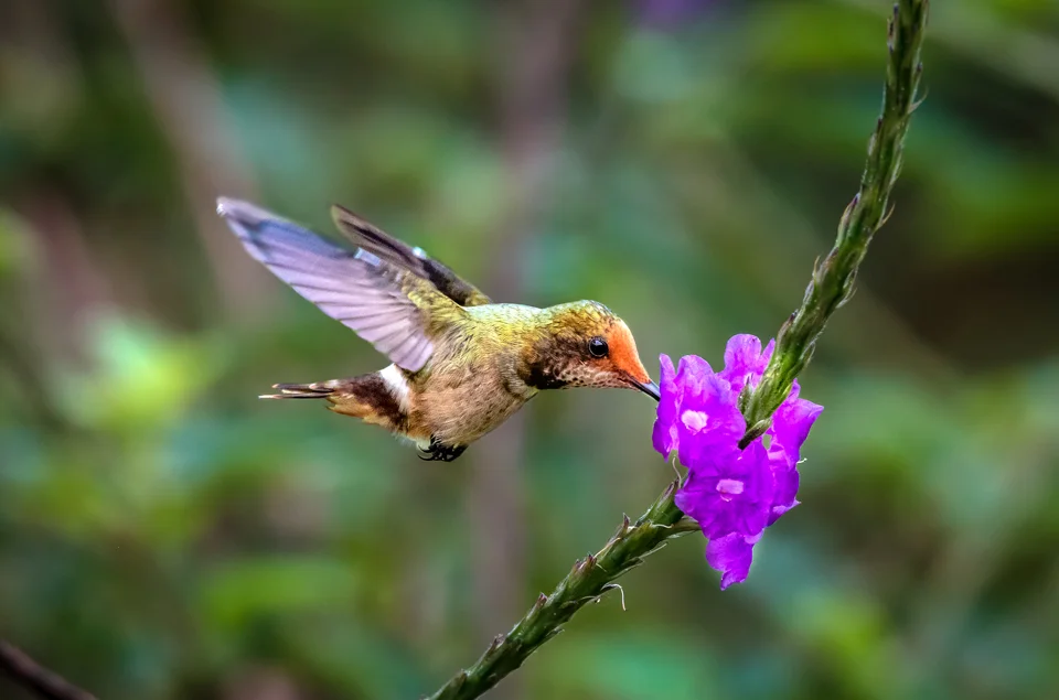 Ecuador Birding & Photography, "Spangled Coquette"