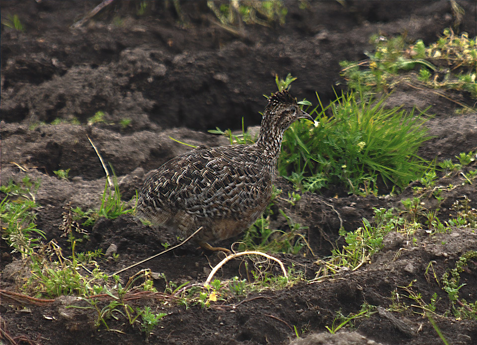 Ecuador Birding & Photography, "Curve-billed Tinamou"