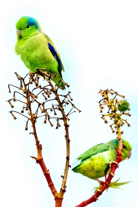 Ecuador Birding & Photography, "Pacific Parrotlet"