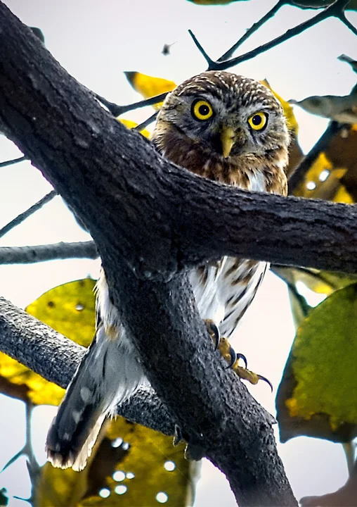 Ecuador Birding & Photography, "Pacific Pygmy Owl"