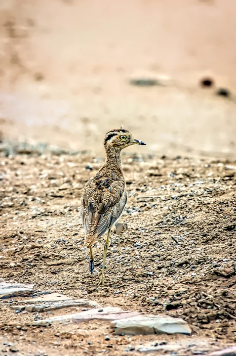 Ecuador Birding & Photography, "Peruvian Thick Knee"