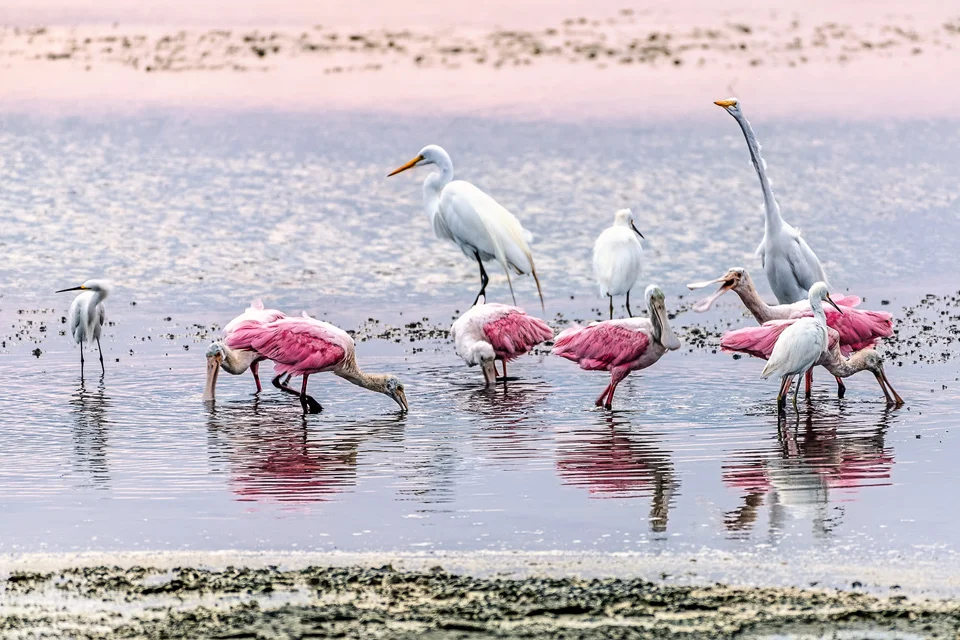 Ecuador Birding & Photography, "Rosated Spoonbills & Great Egrets"