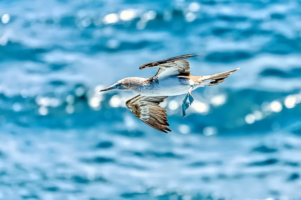 Ecuador Birding & Photography, "Blue-footed Booby"
