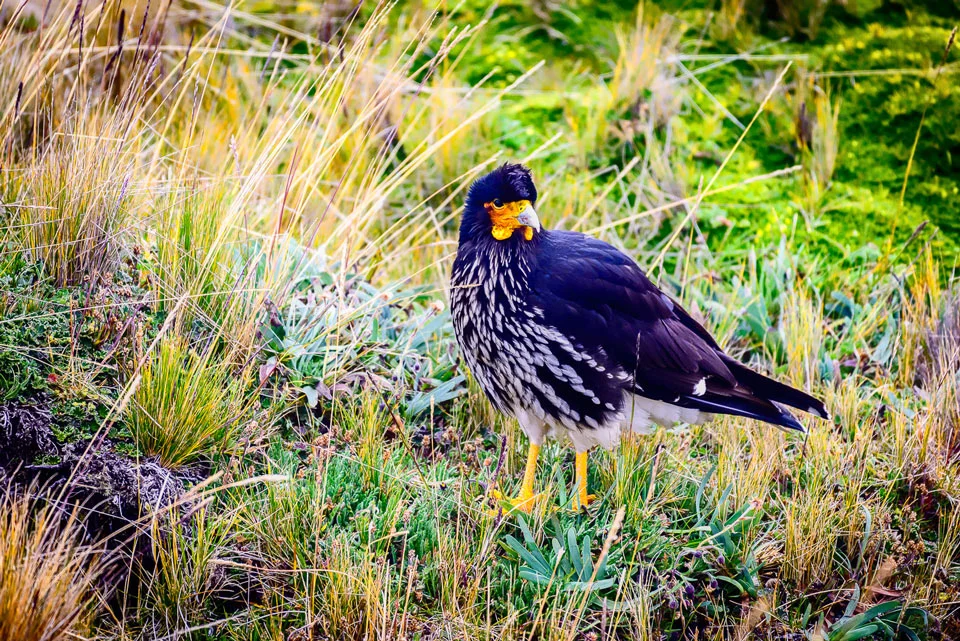 Ecuador Birding & Photography, "Carunculated Caracara"