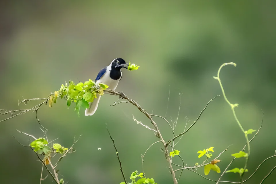 Ecuador Birding & Photography, "White-tailed Jay"