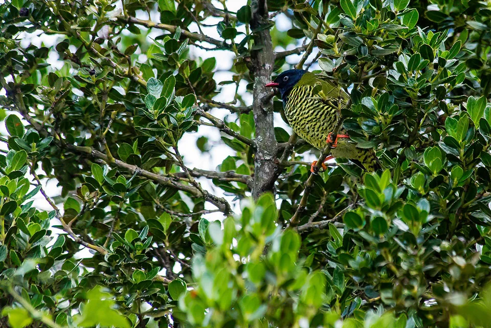 Ecuador Birding & Photography, "Barred Fruiteater"