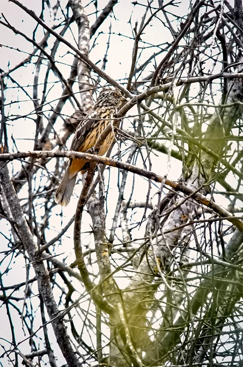 Ecuador Birding & Photography, "Peruvian Plantcutter"