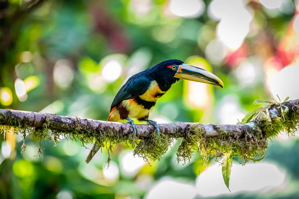 Ecuador Birding & Photography, "Pale-mandibled Arazari"