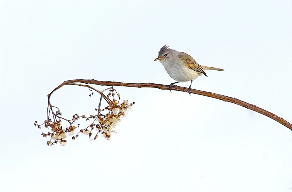 Ecuador Birding & Photography, "Southern Beardless Tyrannulet"