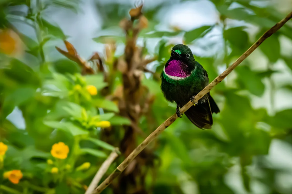 Ecuador Birding & Photography, "Gorgeted Sunangel"